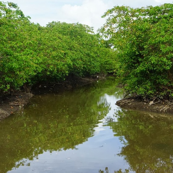 EDUCAOCEAN - Rio Formoso